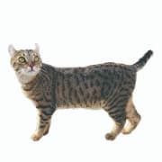 みんなの猫図鑑 スコティッシュフォールド マンチカンなど猫の種類ごとの情報を掲載中 72猫種掲載