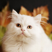みんなの猫図鑑 スコティッシュフォールド マンチカンなど猫の種類ごとの情報を掲載中 72猫種掲載